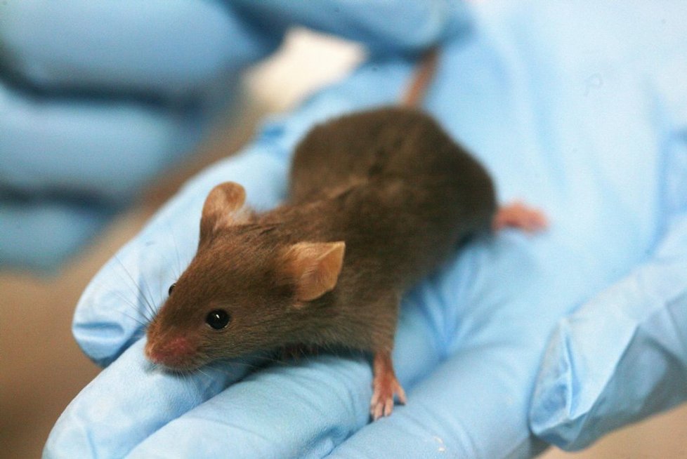 ilustrační foto, laboratorní myš