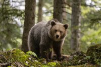 Divoká potyčka s šelmou na Slovensku: Mladík dostal od medvěda pár facek!