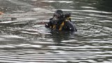 Pejskař objevil ve Svitavě utopence: Policejní potápěči našli opodál další tělo!