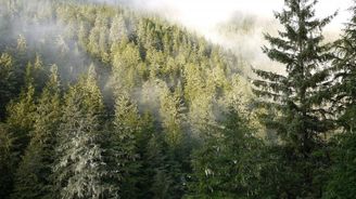 Lesy u Říčan patří státu, ne Lichtenštejnům, potvrdil soud