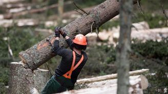 Šumava postupovala při kůrovcové kalamitě správně, rozhodl soud