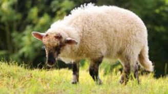 Tipy na víkend: Až se zima zeptá, můžete mít šálu z ovčí vlny