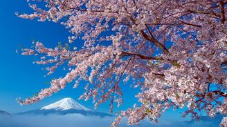 V Japonsku udivuje sakura, která roste z "vesmírné" pecky