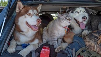 Mazlíček na cestách: Jak připravit auto na delší výlet se zvířetem Mazlíček na cestách: Jak připravit auto na delší výlet se zvířetem