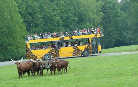 Autobusem se můžete projet po safari mezi volně pobíhajícími zvířaty. 