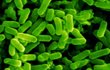 Bakterie Escherichia coli 