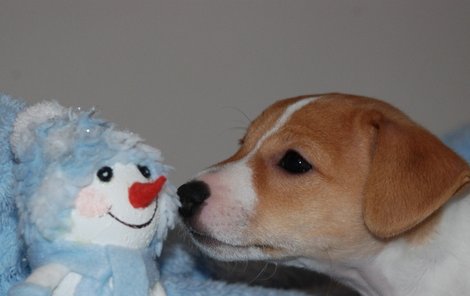 Berry je fenka Jack Russell teriéra.