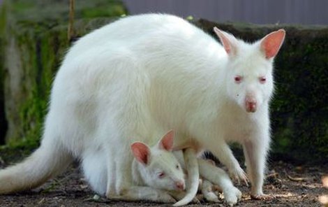 Bílá samice klokana rudokrkého porodila bílé mládě!