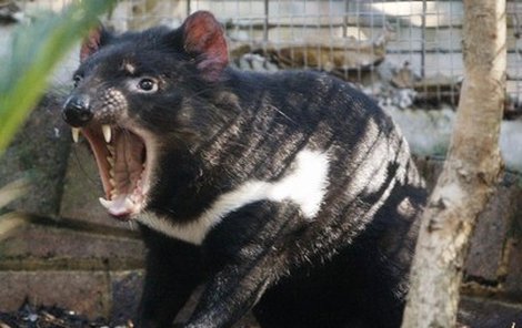 Cedric byl poslední nadějí na zachování populace tasmánských čertů.