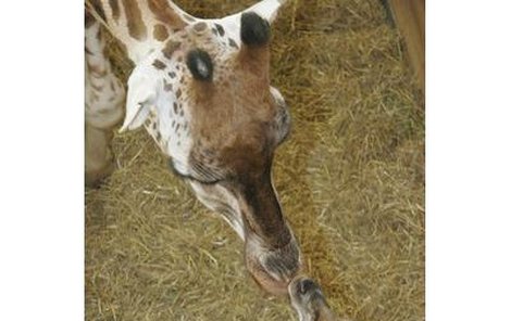 Čerstvě narozená žirafka zatím trénuje na dlouhých a trochu roztřesených nohách první krůčky.