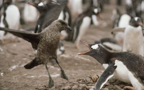 Chaluha a tučňák