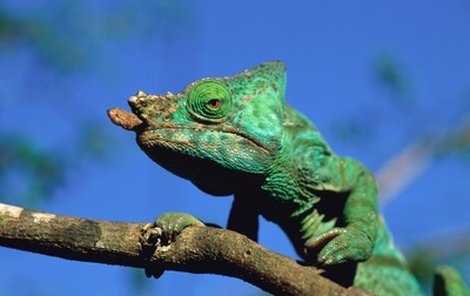 Chameleon se dokáže dívat každým okem jinam. Loví pomocí vystřelovacího jazyku, který je dlouhý jako jeho tělo.