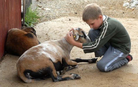 Chlapec na ranči v Hlučíně hladí umírající ovečku.