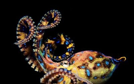 Chobotnice se při podráždění pokryje modrými kroužky.