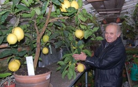 Citrusovník Pepíno letos zplodil hned 15 obřích citronů.