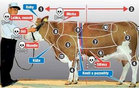 Co všechno se dá s krávy využít?