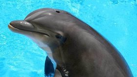 Delfíni pomohou s léčbou cukrovky
