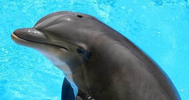 Delfíni pomohou s léčbou cukrovky