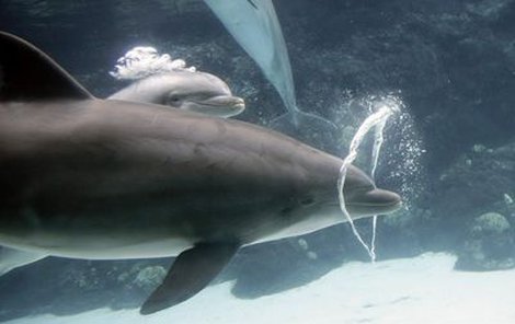 Delfíni proplouvají bublinami za aplausu přihlížejících.