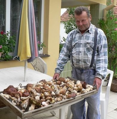 Dlouhá Louka u Plzně - Josef Živný (67) z Dlouhé Louky u Plzně říká: „Na houby chodím denně. V pondělí jsem dokonce za dvě hodiny nasbíral 500 hřibů.“