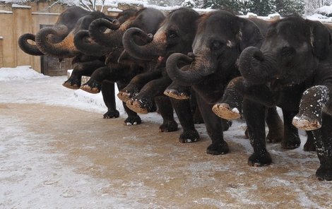 Dokonalá synchronizace během sloního tělocviku. Zleva veteránka Indra, nastávající maminy Khaing Hnin Hnin, Manari, Sayang, Califa a Farina, úplně vpravo samci Tarak a Shanti.