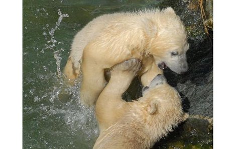 Dovádění medvědích dvojčátek se již chvílemi podobá zápasu dospělých samců.