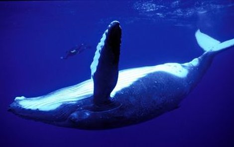 Francouzský potápěč plave vedle velryby.