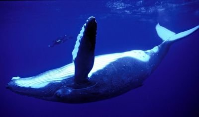 Francouzský potápěč plave vedle velryby.