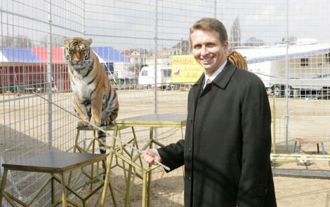 Generální ředitel Primy Martin Dvořák se nebál a vlezl do klece k tygrům.