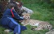 Gepard se rád mazlí.