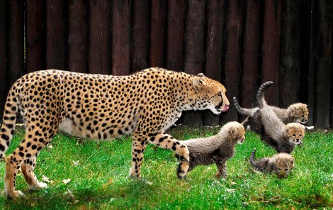 Gepardí mláďata z olomoucké zoo mají už za sebou křtiny.