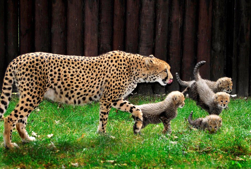 Gepardí mláďata