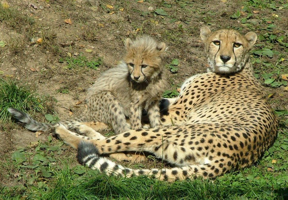 Gepardi se v zoo ve Dvoře Králové nejraději vyhřívají na sluníčku.