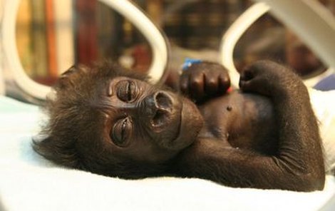 Gorila horská
Co je ohrožuje: pytláctví, ztráta přirozeného prostředí
Počet zvířat: 650