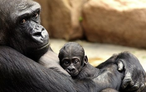Gorilí chlapeček narozený 24. dubna díky péči maminky Kijivu roste jako z vody.