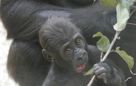 Gorilí mláďátko Tatu si rádo pochutnává na šťavnatých lístečcích.