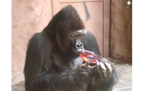 Gorily se nerady koupou, raději dávají předost pořádnému pití. Plnou láhev ředěného džusu vypije Richard na jeden zátah.