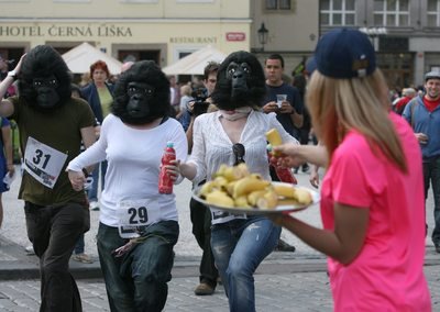 Jak o život běžící gorily měly při běhu zajištěn přísun tekutin i oblíbených banánů.