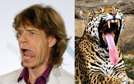 Jazyk jaguáří samičky měří úctyhodných 38 centimetrů. Symbol Rolling Stones je slavnější, ale kratší.