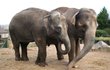 Johti a Vishesh nyní čeká seznamování se dvěma ostravskými slonicemi.