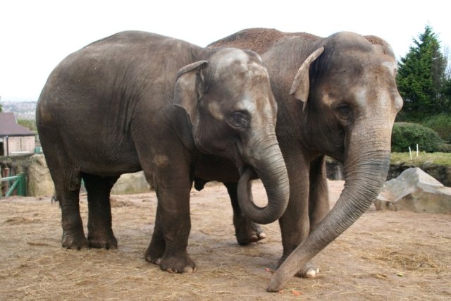 Johti a Vishesh nyní čeká seznamování se dvěma ostravskými slonicemi.