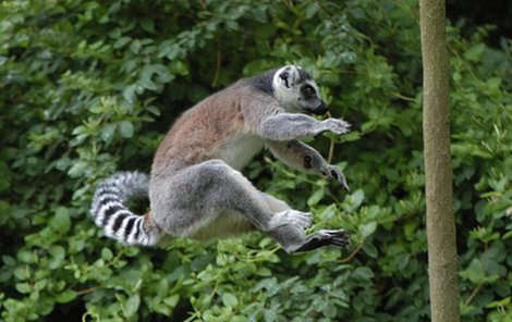K největším obyvatelům plzeňského Madagaskaru patří lemuři.