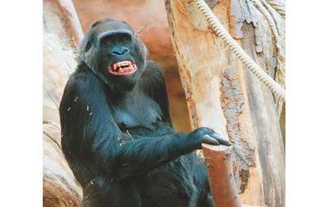 Kamba patří mezi poslední gorily v evropských zoo, které poznali chuť života ve volné přírodě. Richard o ni zpočátku neměl zájem. Pomohly až hormonální prostředky, které Kamba dostala.