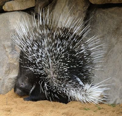 Když se dikobraz naježí, říká »nacouvám na tebe a bodnu tě«.