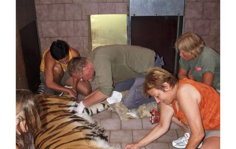 Když už tygr v narkóze spal, ošetřovatelé ho pečlivě přeměřili.
