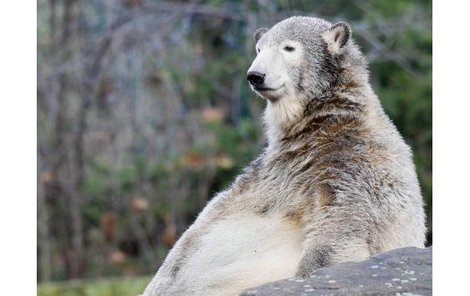 Knut teď v berlínské zoo netečně celé hodiny sedí na skále…