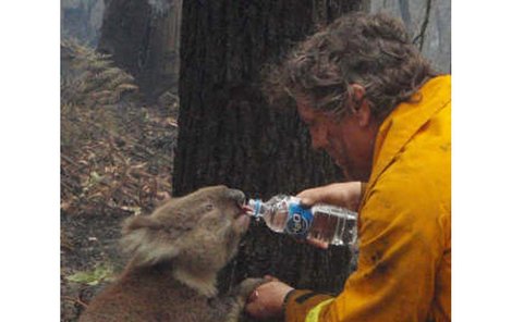 Koala Sam se stala symbolem ničivých požárů.