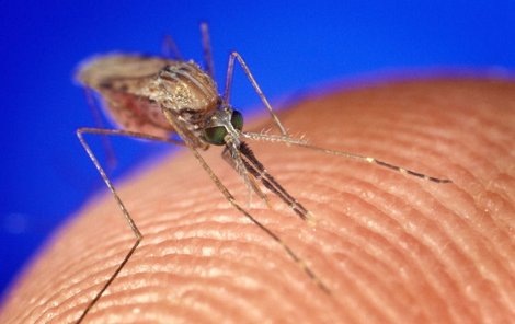 Komárů, kteří přenášejí malárii, je v Nových Mlýnech už teď spousta. 