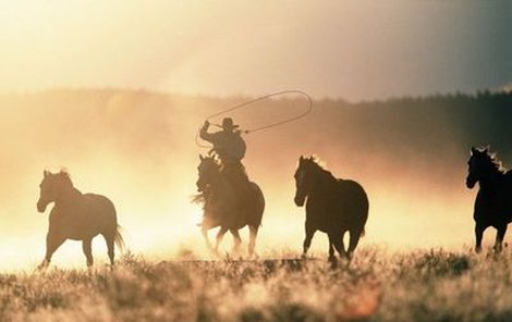 Krása divokých koní dojímá srdce dobrodruhů, ale vláda je neúprosná – šest tisíc mustangů musí zemřít!