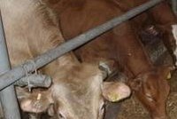 Opavsko: Veterináři u jedné krávy zjistili nemoc BSE